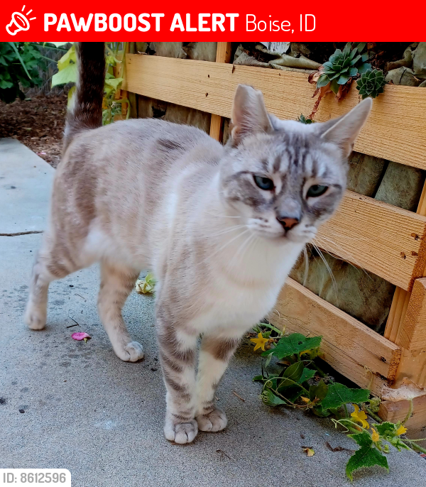 Lost Male Cat last seen Simply Cats , Boise, ID 83709