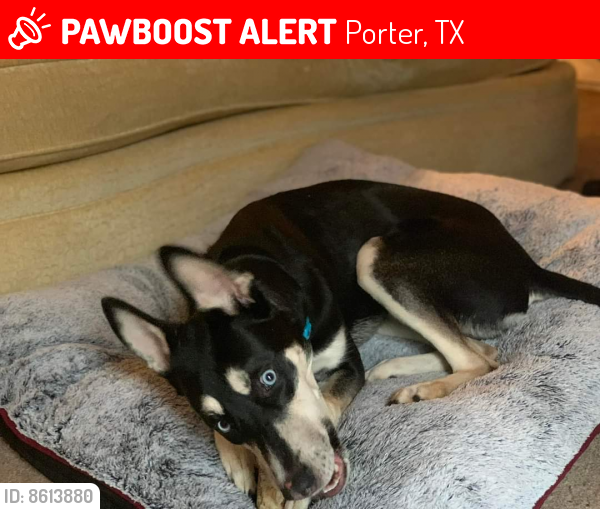 Lost Male Dog last seen W. Hammond dr. and w. Martin dr, Porter, TX 77365