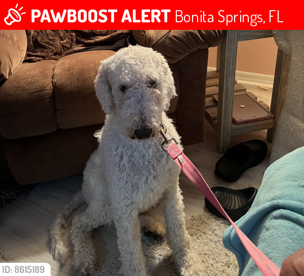 Lost Female Dog last seen Morton and Bonita Terra, Bonita Springs, FL 34135