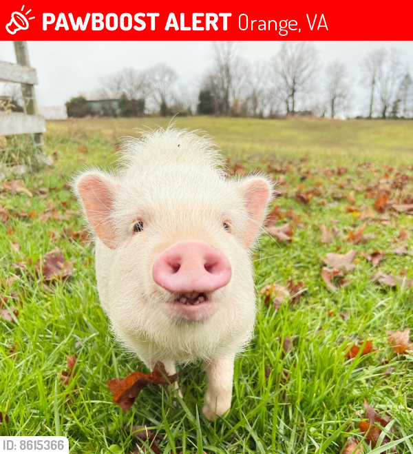 Orange, VA Lost Female Other, Chanel Is Missing PawBoost