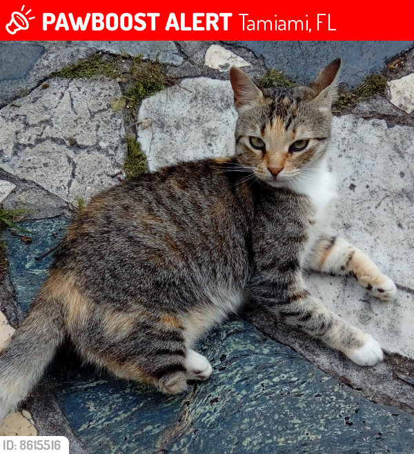 Lost Female Cat last seen Southwest 11th Terrace & SW 13th Ln, Tamiami, FL, Tamiami, FL 33184