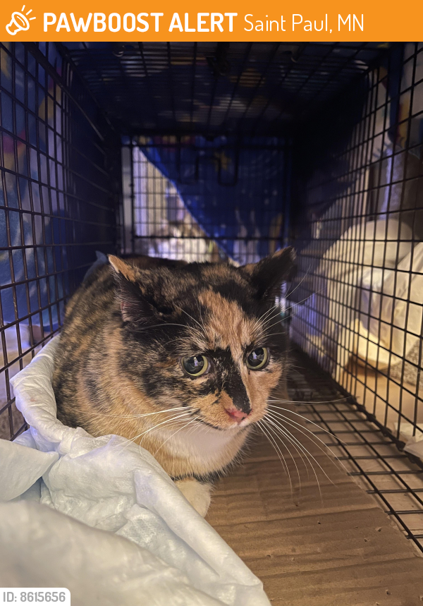 Found/Stray Female Cat last seen Marion and Wheelock, Saint Paul, MN 55117