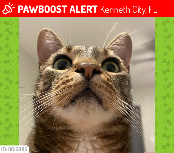 Lost Male Cat last seen 46th Ave between 58th St and 66th St, Kenneth City, FL 33709