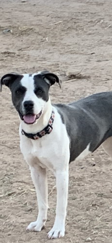 Found/Stray Female Dog last seen Near N Musket Rd Marana AZ, Marana, AZ 85653