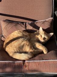 Lost Female Cat last seen N 30th Ln & W Perdido Way, Phoenix, AZ 85086