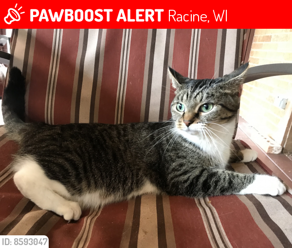 Lost Female Cat last seen Near Kremer Ave, Caledonia. WI, Racine, WI 53402