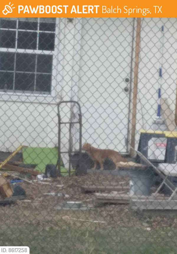 Balch Springs, TX Stray Dog Found Near Retirement and ymca;near 4211