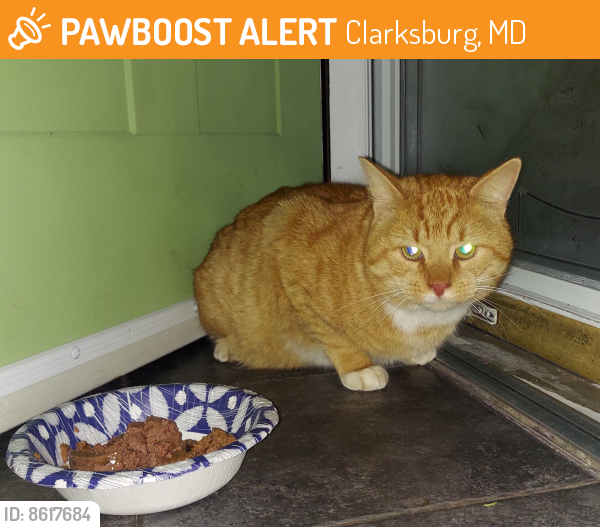 Rehomed Male Cat last seen Fountain Drive , Clarksburg, MD 20871