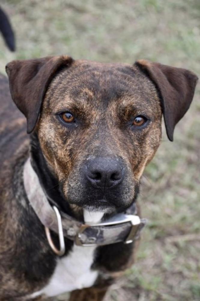 Shelter Stray Male Dog last seen Homosassa Springs, FL 34446, Inverness, FL 34450