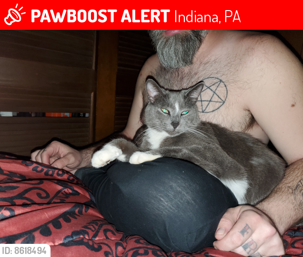 Lost Male Cat last seen Lydic, Indiana, PA 15701