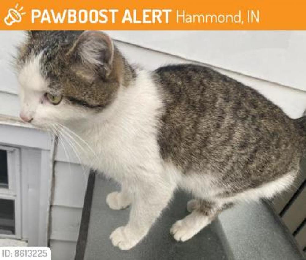 Shelter Stray Female Cat last seen Hammond, IN 46327, Matteson, IL 60443