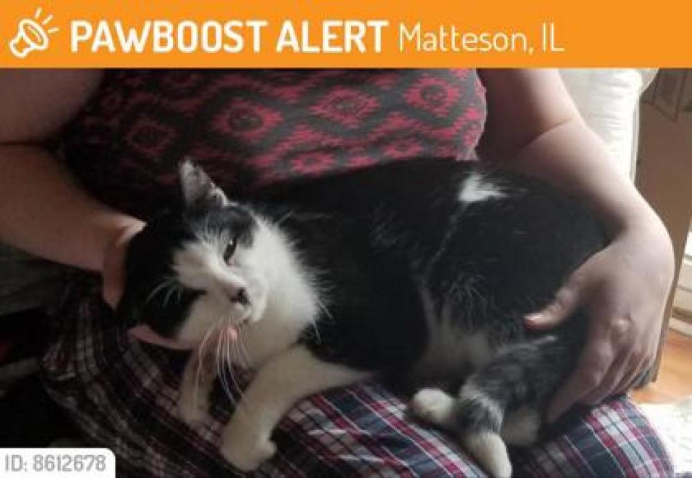 Shelter Stray Male Cat last seen Matteson, IL 60443, Matteson, IL 60443