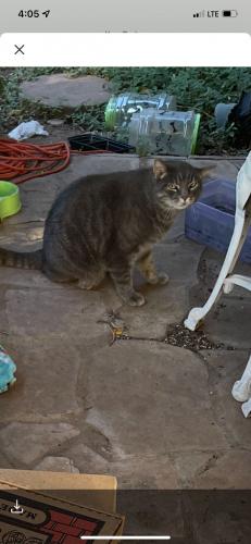 Lost Male Cat last seen Osborn &  3418 n 23Rd ave Phoenix  az 85015, Phoenix, AZ 85015