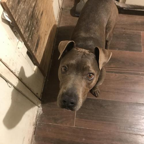 Lost Male Dog last seen Erbbe and Snow heights, Albuquerque, NM 87112
