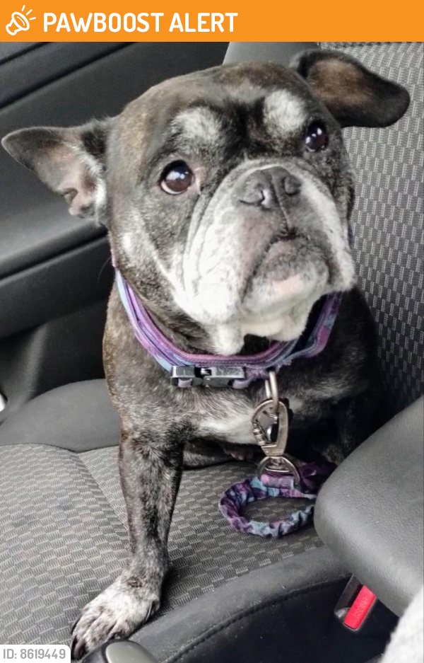 Found/Stray Female Dog last seen Plymouth Meeting Mall, Plymouth Meeting, PA 19462