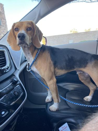 Lost Male Dog last seen Highway 87 & 287, Casa Grande, AZ 85194