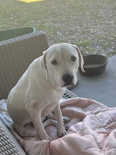 Found/Stray Male Dog last seen Jasper, Fl , Hamilton County, FL 32052