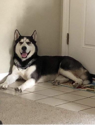 Lost Male Dog last seen Spencer’s and ox bottom, Tallahassee, FL 32312
