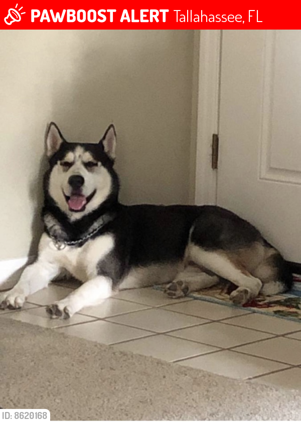 Lost Male Dog last seen Spencer’s and ox bottom, Tallahassee, FL 32312