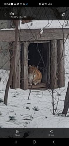 Found/Stray Unknown Cat last seen Anoka high-school , Andover, MN 55303