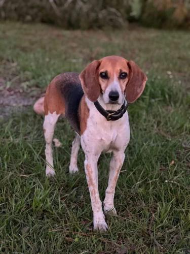 Lost Female Dog last seen Near Skates Cir., Fort Myers, FL, Fort Myers, FL 33905
