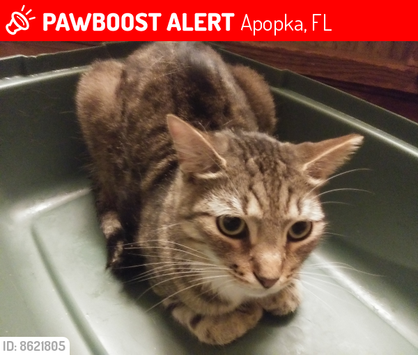 Lost Male Cat last seen Ormond and Abigail Ave., Apopka, FL 32703