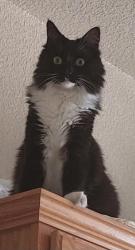 Lost Female Cat last seen E.Commerce Way and Elkhorn Blvd., Sacramento, CA 95835