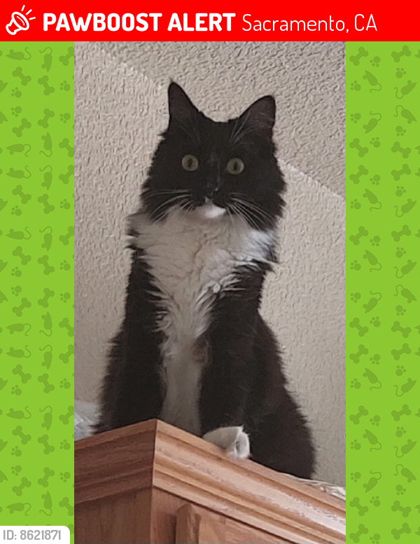 Lost Female Cat last seen E.Commerce Way and Elkhorn Blvd., Sacramento, CA 95835