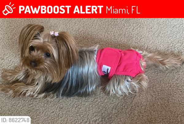 Lost Female Dog last seen Sunset and 97 Avenue, Miami, FL 33173