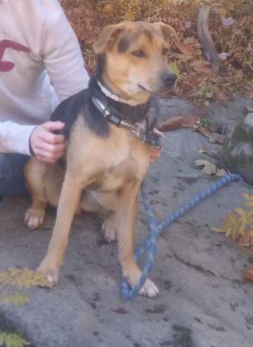 Lost Male Dog last seen Rte 119, MT.BRADDOCK RD, North Union Township, PA 15456