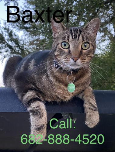 Lost Male Cat last seen Linkwood ests Neighborhood of I30 on West Edge of Fort Worth, Aledo, TX 76008