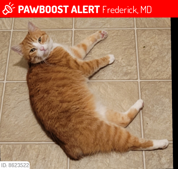 Lost Female Cat last seen 7th street & Motter Ave, Frederick, MD 21701