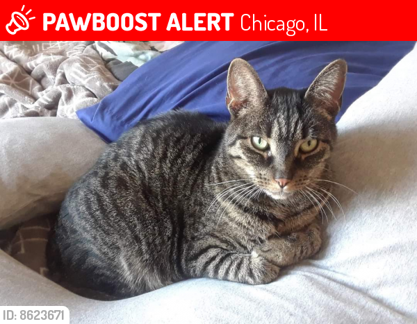 Lost Male Cat last seen West Huron St & Kedzie Ave, Chicago, IL 60612