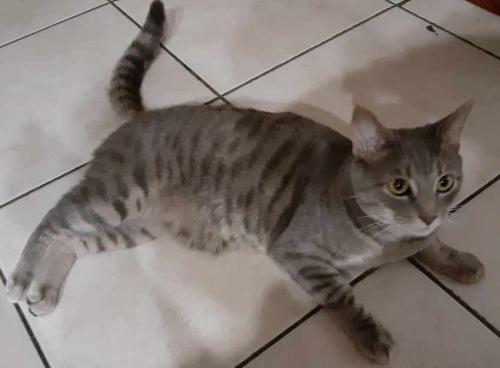 Lost Male Cat last seen West Tennessee , Tallahassee, FL 32301