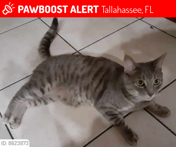 Lost Male Cat last seen West Tennessee , Tallahassee, FL 32301
