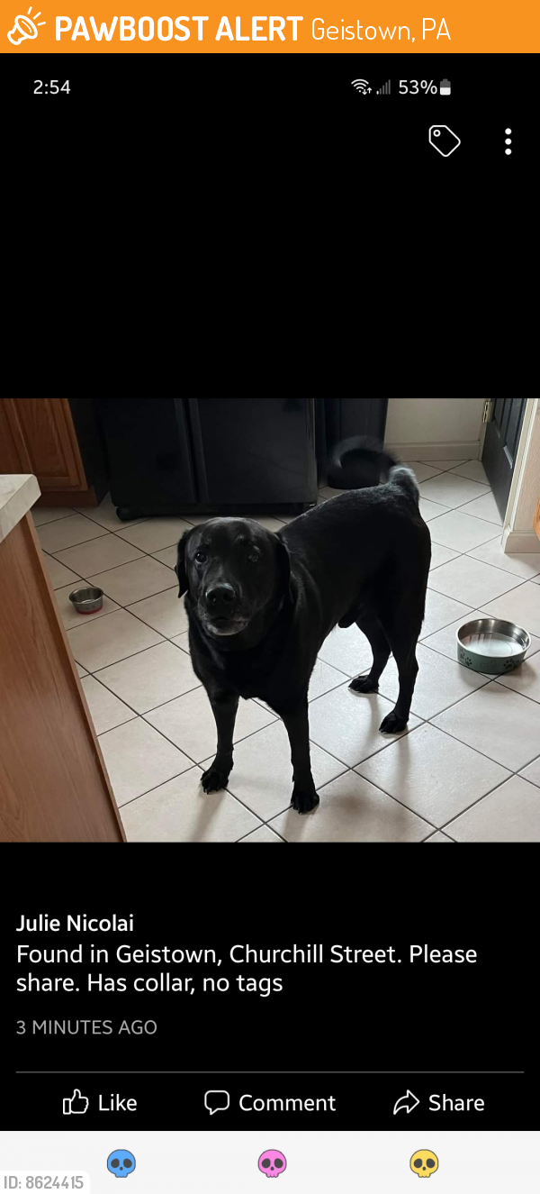 Found/Stray Male Dog last seen Churchill st johnstown, pa 15904, Geistown, PA 15904