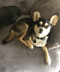 Lost Male Dog last seen Colgate Ave, Winwood Dr, Lebanon, TN 37087