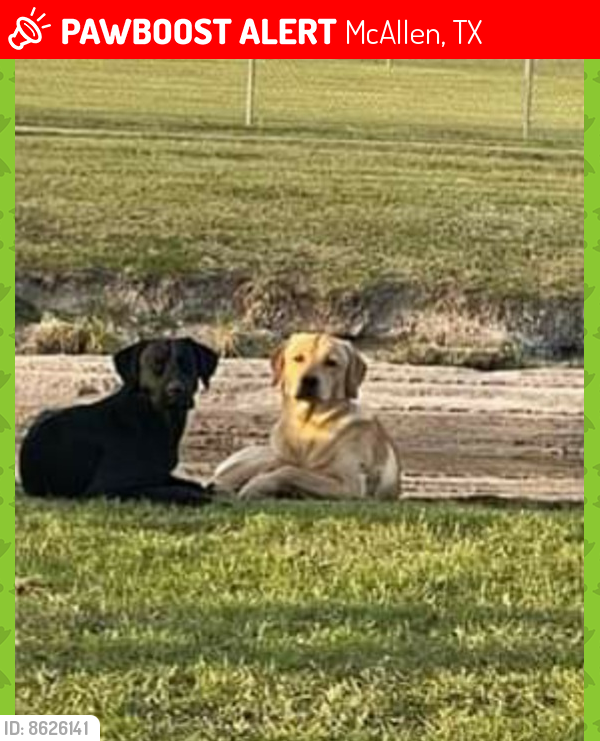 McAllen, TX Lost Male Dog, Tobey Is Missing PawBoost