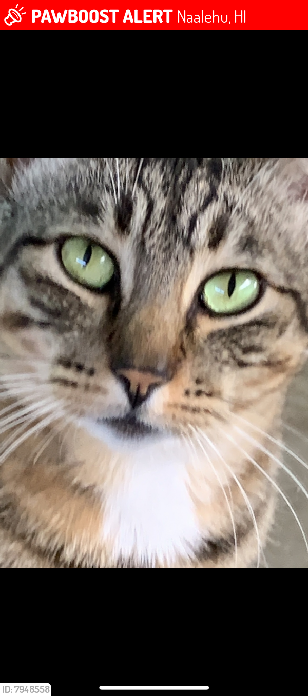 Lost Male Cat last seen Kilika Street, Naalehu, HI 96772