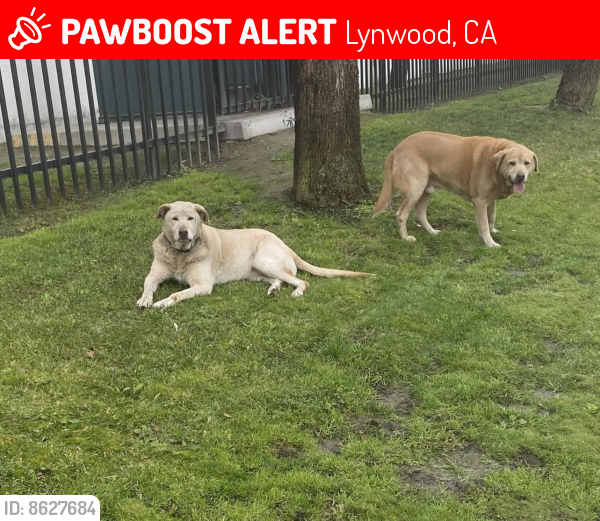 Lost Male Dog in Lynwood, CA 90262 Named Amalia (ID 8627684) PawBoost