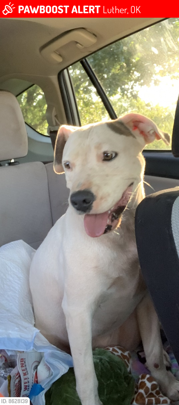 lost-female-dog-in-luther-ok-73054-named-patches-id-8628139-pawboost