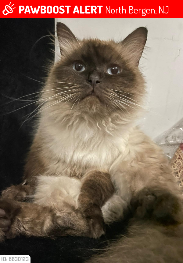 Lost Male Cat in North Bergen, NJ 07047 Named Pancho (ID 8630123