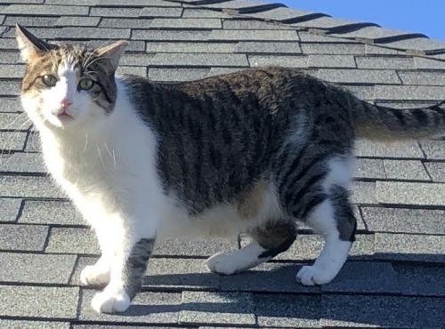 Lost Male Cat last seen E 31st Street and S Florence Ave, Tulsa, Tulsa, OK 74105