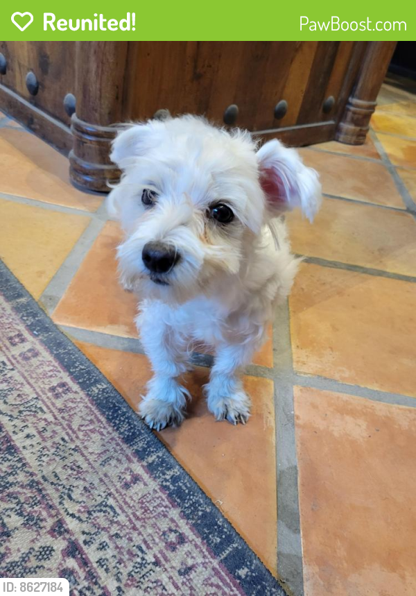 Reunited Dog in Odessa, TX 79761 (ID 8627184) PawBoost