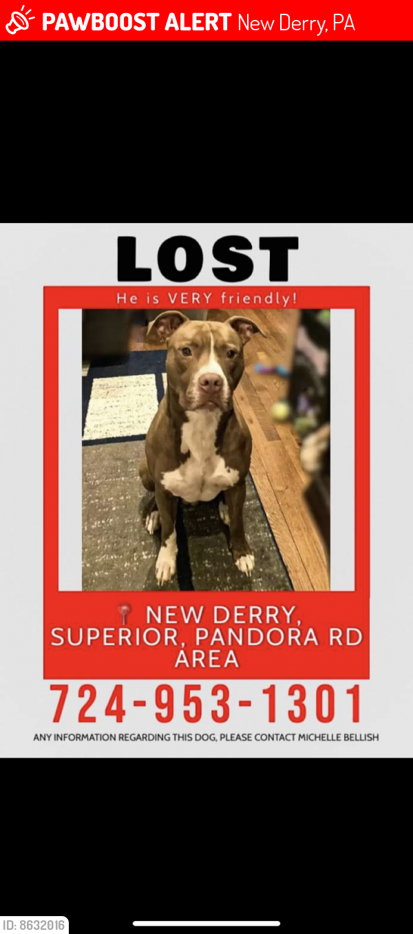 Lost Male Dog last seen Baum road superior pa, New Derry, PA 15671
