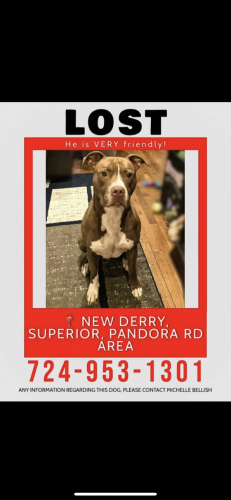 Lost Male Dog last seen Baum road superior pa, New Derry, PA 15671