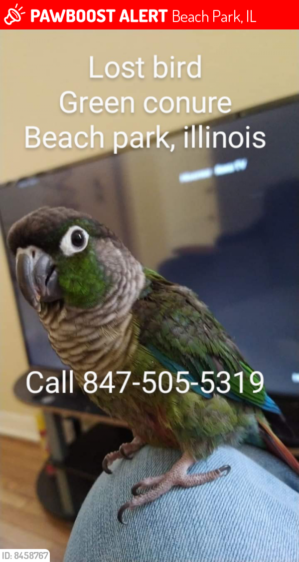 Lost Unknown Bird last seen Beach park, illinois, Beach Park, IL 60087