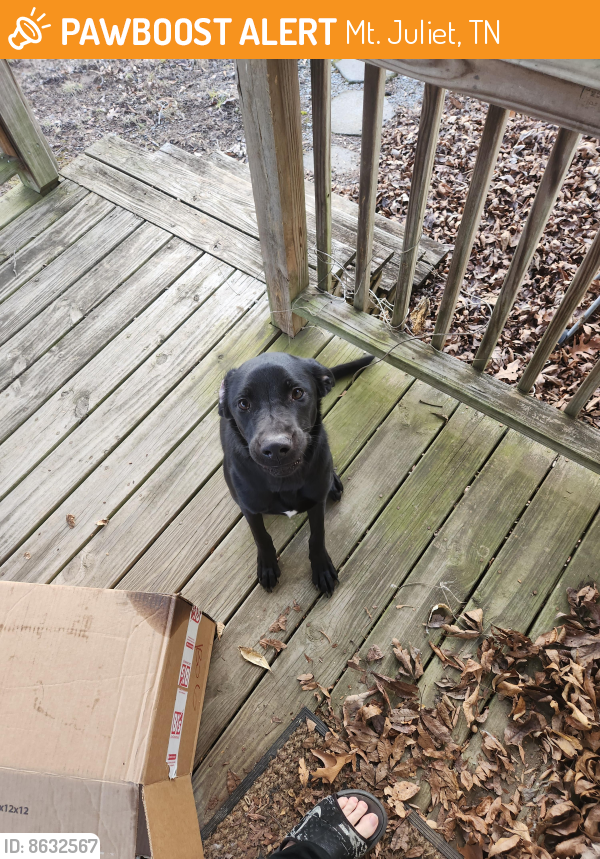 Surrendered Dog in Mt. Juliet, TN 37122 (ID 68632567) PawBoost