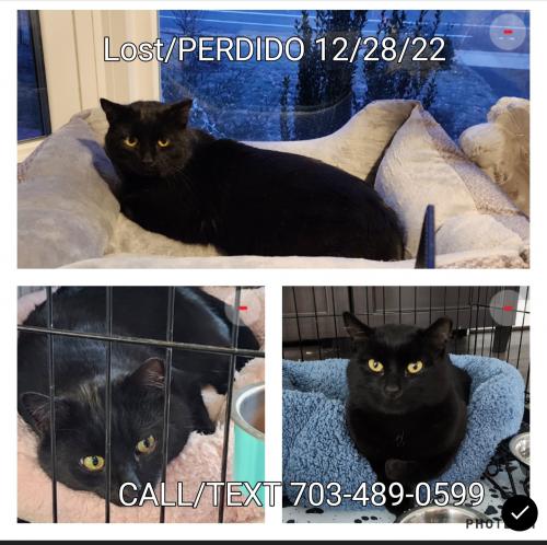 Lost Male Cat last seen Medford Dr and Little River Tpke, Annandale, VA 22003