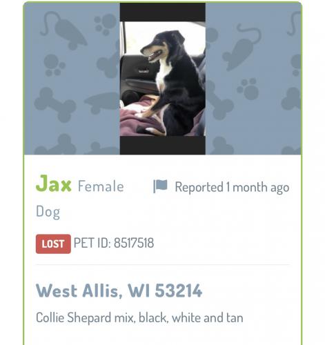 Lost Female Dog last seen 86th St and McMyron, West Allis, WI 53214